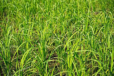 日本独立游戏展BitSummit参观人数创新高 超二十万人参与